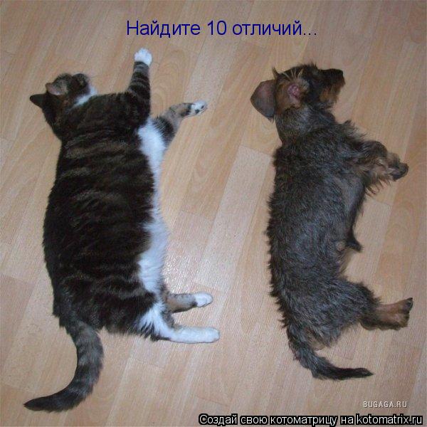 Найдите 10 отличий...... Котоматрица: Найдите 10 отличий...
