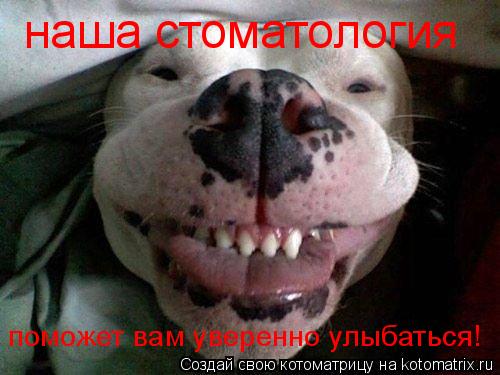 Котоматрица: наша стоматология поможет вам уверенно улыбаться!