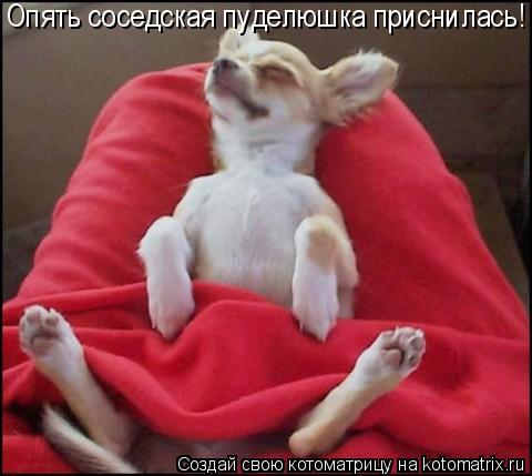 Котоматрица: Опять соседская пуделюшка приснилась!