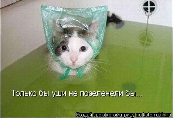 Котоматрица: Только бы уши не позеленели бы...