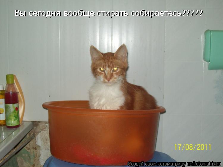 Вы сегодня вообще стирать собираетесь?????... Котоматрица: Вы сегодня вообще стирать собираетесь?????