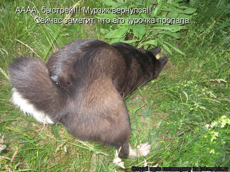 Котоматрица: АААА, быстрей!!! Мурзик вернулся!! Сейчас заметит, что его курочка пропала....