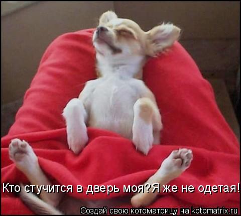 Котоматрица: Кто стучится в дверь моя?Я же не одетая!!