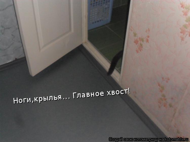 Котоматрица: Ноги,крылья... Главное хвост!