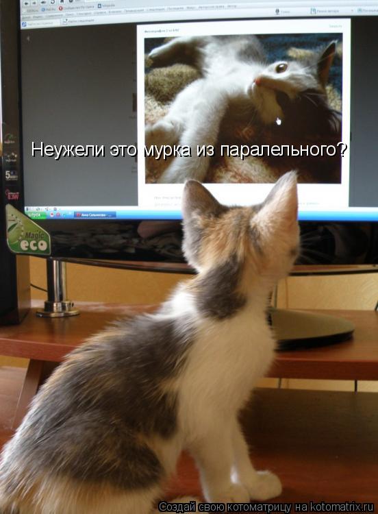 Котоматрица: Неужели это мурка из паралельного?