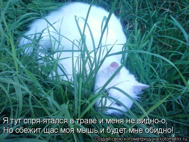 Котоматрица: Я тут спря-ятался в траве и меня  не видно-о Но сбежит щас моя мышь,и будет мне обидно!... Я тут спря-ятался в траве и меня не видно-о,