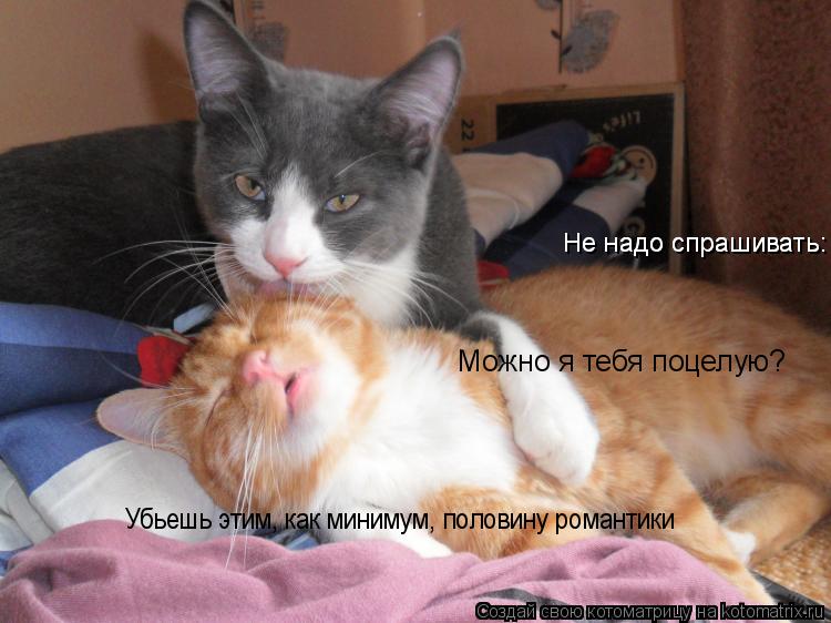 Котоматрица: Не надо спрашивать:   Не надо спрашивать: Убьешь этим, как минимум, половину романтики  «Можно я тебя поцелую?»