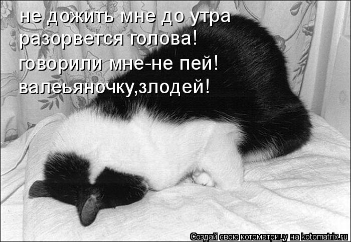 Котоматрица: не дожить мне до утра разорвется голова! говорили мне-не пей! валеьяночку,злодей!