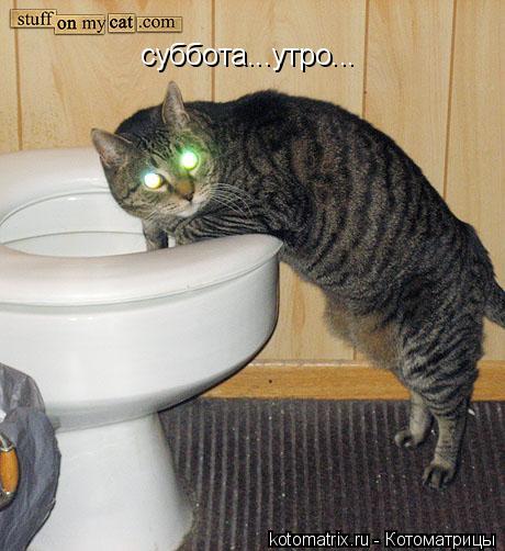 Котоматрица: суббота...утро...