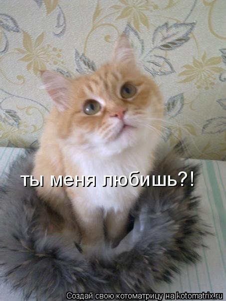 Котоматрица: ты меня любишь?!