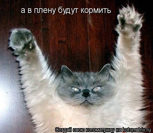 а в плену будут кормить... Котоматрица: а в плену будут кормить