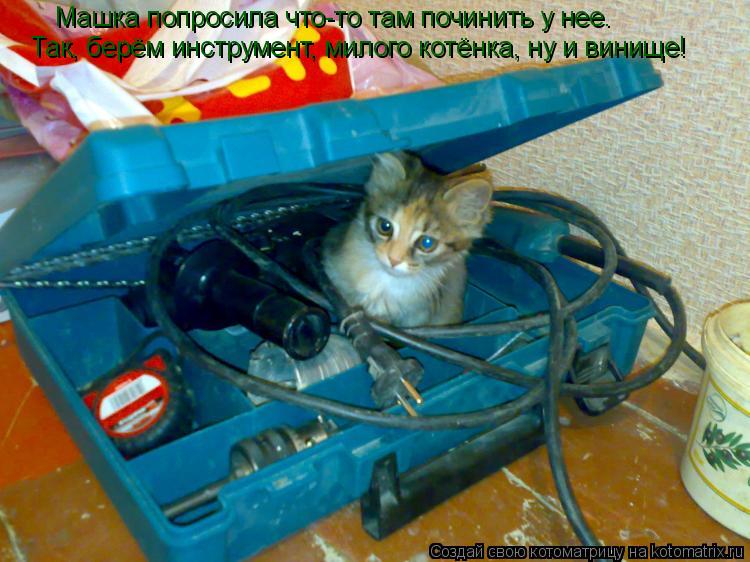Машка попросила что-то там починить у нее. Так, берём инструмент, милого котёнка, ну и винище!... Котоматрица: Машка попросила что-то там починить у нее. Так, берём инструмент, милого котёнка, ну и винище!