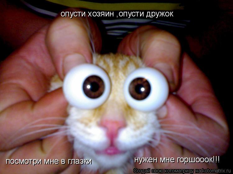опусти хозяин ,опусти дружок посмотри мне в глазки нужен мне горшооок!!!... Котоматрица: опусти хозяин ,опусти дружок посмотри мне в глазки нужен мне горшооок!!!
