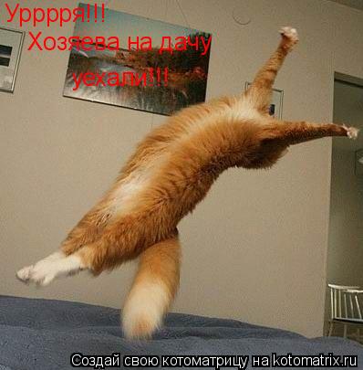Урррря!!! Хозяева на дачу уехали!!!... Котоматрица: Урррря!!! Хозяева на дачу уехали!!!
