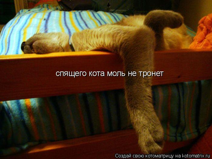 Котоматрица: спящего кота моль не тронет