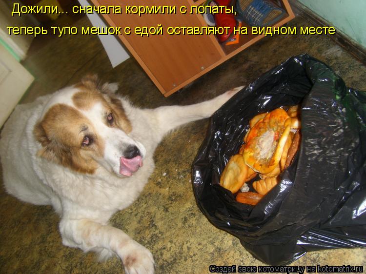 Дожили... сначала кормили с лопаты, теперь тупо мешок с едой оставляют на видном месте... Котоматрица: Дожили... сначала кормили с лопаты, теперь тупо мешок с едой оставляют на видном месте