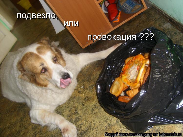 Котоматрица: подвезло, или  провокация ???