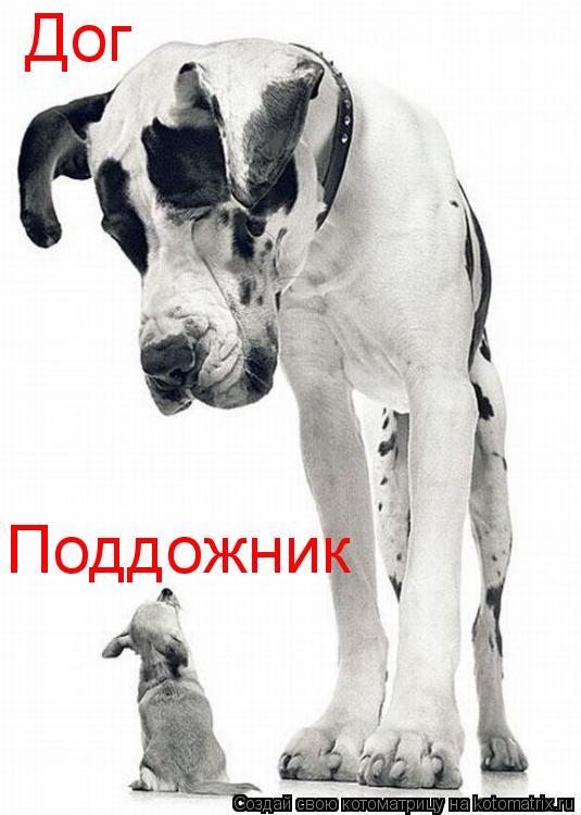 Котоматрица: Дог Поддожник