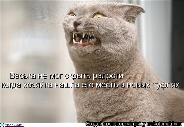 Котоматрица: Васька не мог скрыть радости когда хозяйка нашла его месть в новых туфлях