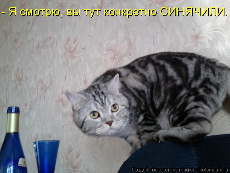 Котоматрица: - Я смотрю, вы тут конкретно СИНЯЧИЛИ...