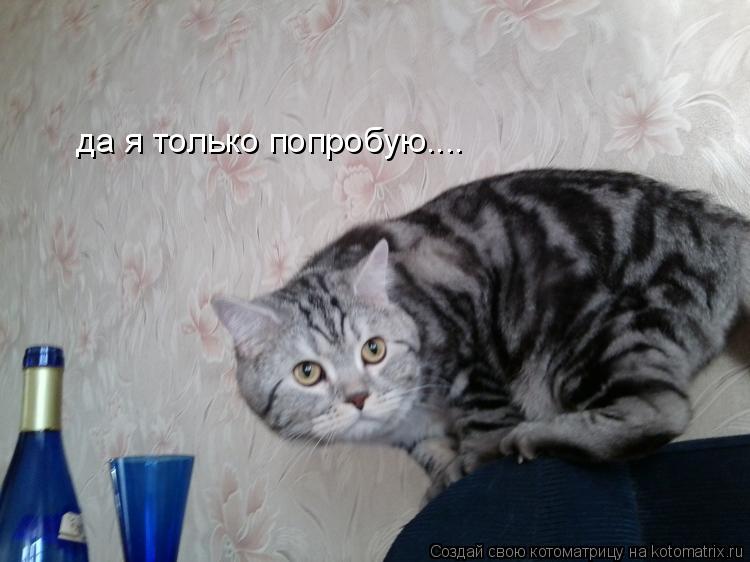 Котоматрица: да я только попробую....