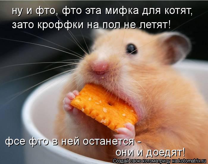 ну и фто, фто эта мифка для котят, зато кроффки на пол не летят! фсе фто в ней останется - они и дое... Котоматрица: ну и фто, фто эта мифка для котят, зато кроффки на пол не летят! фсе фто в ней останется - они и доедят!