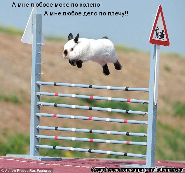 А мне любоое море по колено! А мне любое дело по плечу!!... Котоматрица: А мне любоое море по колено! А мне любое дело по плечу!!