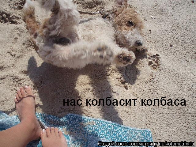 Котоматрица: нас колбасит колбаса