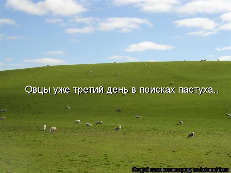 Овцы уже третий день в поисках пастуха..... Котоматрица: Овцы уже третий день в поисках пастуха..