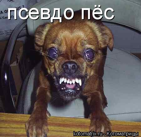 псевдо пёс... Котоматрица: псевдо пёс