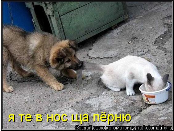 я те в нос ща пёрню... Котоматрица: я те в нос ща пёрню