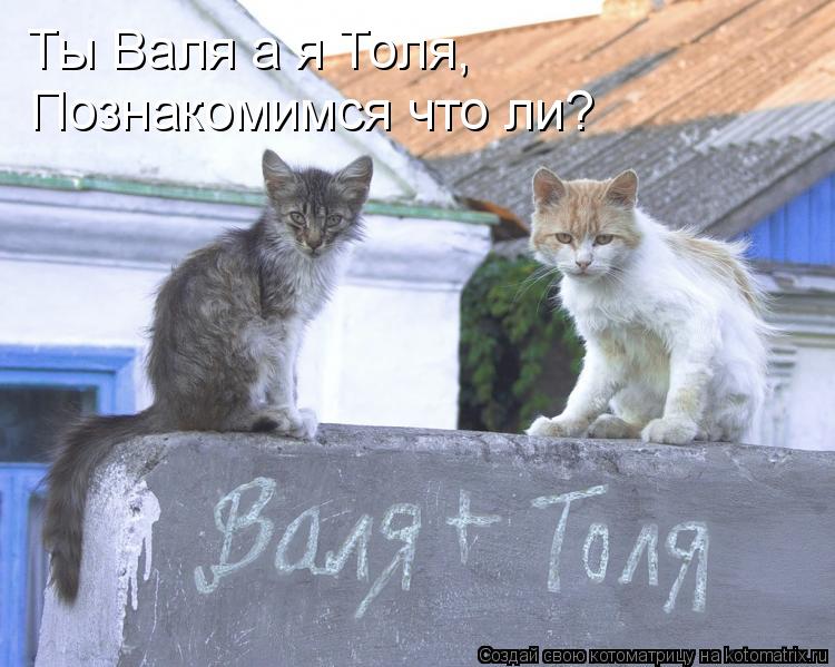 Ты Валя а я Толя, Ты Валя а я Толя, Познакомимся что ли?... Котоматрица: Ты Валя а я Толя, Ты Валя а я Толя, Познакомимся что ли?
