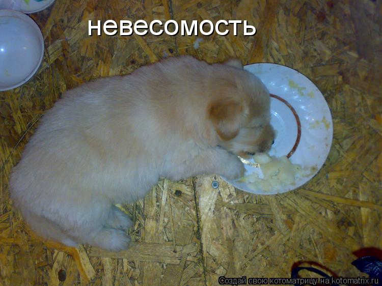 невесомость... Котоматрица: невесомость