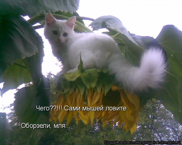 Чего??!!! Сами мышей ловите Оборзели, мля...... Котоматрица: Чего??!!! Сами мышей ловите Оборзели, мля...