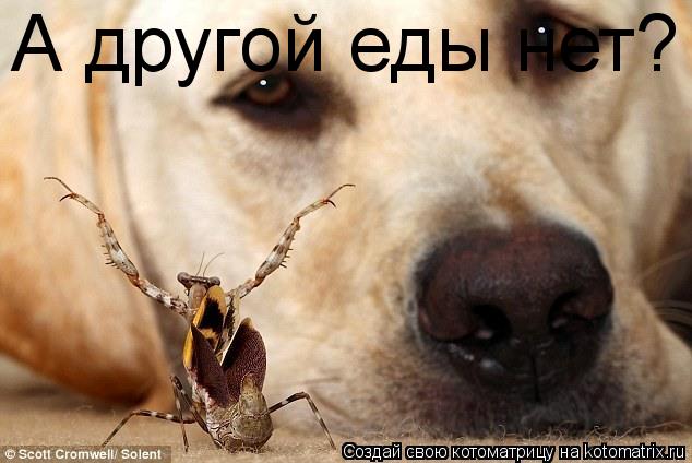 А другой еды нет?... Котоматрица: А другой еды нет?