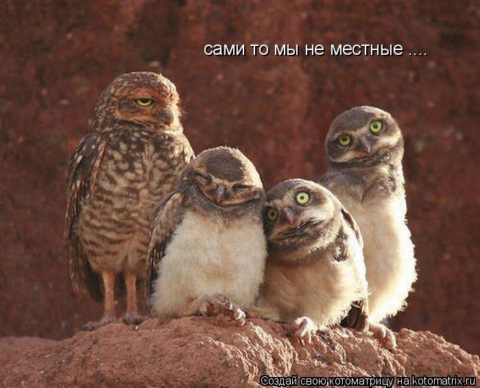 сами то мы не местные ....... Котоматрица: сами то мы не местные ....