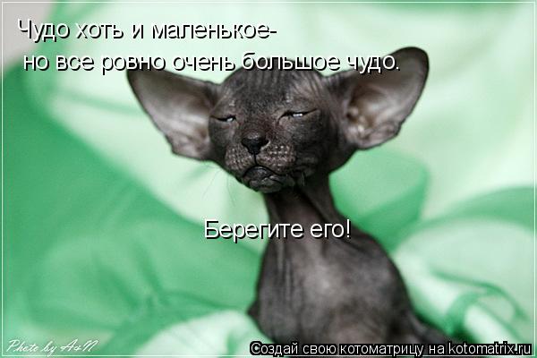 Чудо хоть и маленькое- но все ровно очень большое чудо. Берегите его!... Котоматрица: Чудо хоть и маленькое- но все ровно очень большое чудо. Берегите его!