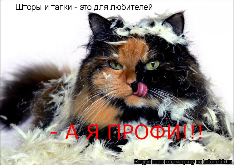 Котоматрица: Шторы и тапки - это для любителей  - А Я ПРОФИ!!!