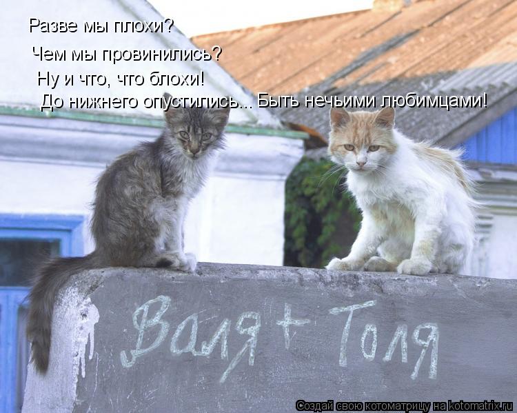 Разве мы плохи? Чем мы провинились? Ну и что, что блохи! До нижнего опустились... Быть нечьими любимц... Котоматрица: Разве мы плохи? Чем мы провинились? Ну и что, что блохи! До нижнего опустились... Быть нечьими любимцами!