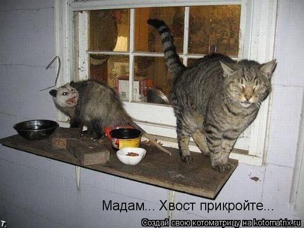 Мадам... Хвост прикройте...... Котоматрица: Мадам... Хвост прикройте...