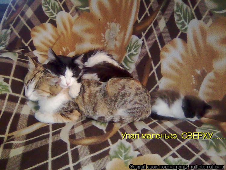 Упал маленько. СВЕРХУ.......... Котоматрица: Упал маленько. СВЕРХУ.......