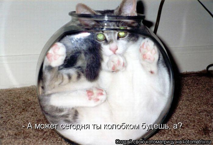 - А может сегодня ты колобком будешь, а?... Котоматрица: - А может сегодня ты колобком будешь, а?