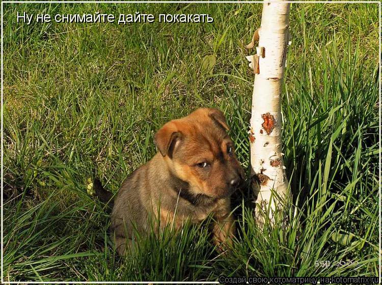 Ну не снимайте Ну не снимайте дайте покакать... Котоматрица: Ну не снимайте Ну не снимайте дайте покакать