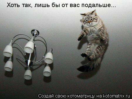 Хоть так, лишь бы от вас подальше...... Котоматрица: Хоть так, лишь бы от вас подальше...