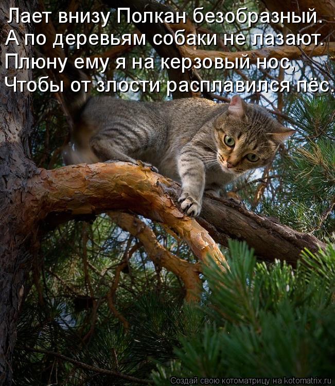 Лает внизу Полкан безобразный. А по деревьям собаки не лазают. Плюну ему я на керзовый нос, Чтобы от ... Котоматрица: Лает внизу Полкан безобразный. А по деревьям собаки не лазают. Плюну ему я на керзовый нос, Чтобы от злости расплавился пёс.