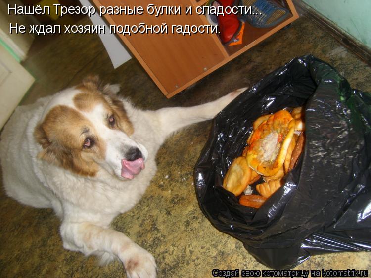 Нашёл Трезор разные булки и сладости... Не ждал хозяин подобной гадости.... Котоматрица: Нашёл Трезор разные булки и сладости... Не ждал хозяин подобной гадости.