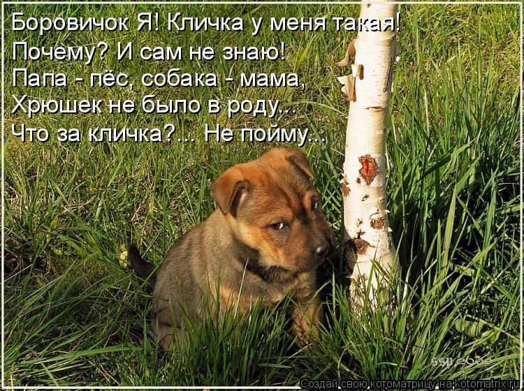 Боровичок Я! Кличка у меня такая! Почему? И сам не знаю! Папа - пёс, собака - мама, Хрюшек не было в ... Котоматрица: Боровичок Я! Кличка у меня такая! Почему? И сам не знаю! Папа - пёс, собака - мама, Хрюшек не было в роду... Что за кличка?... Не пойму...