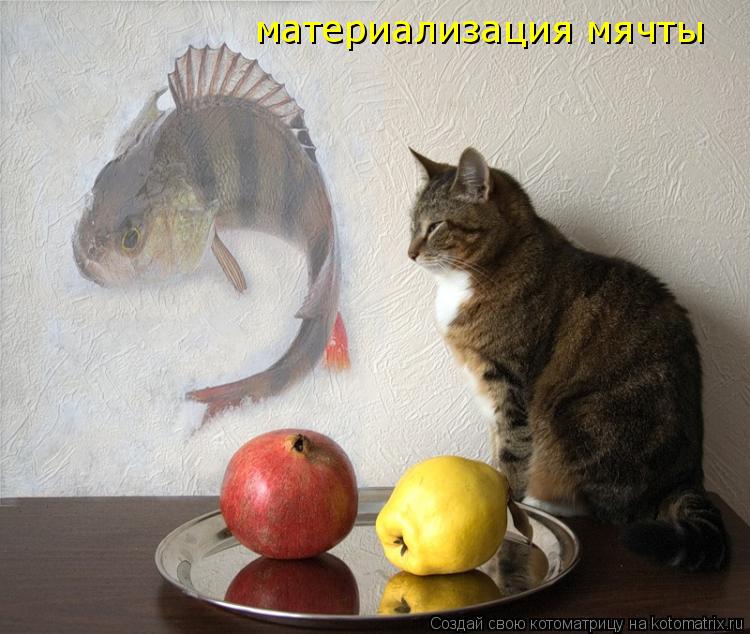 материализация мячты... Котоматрица: материализация мячты
