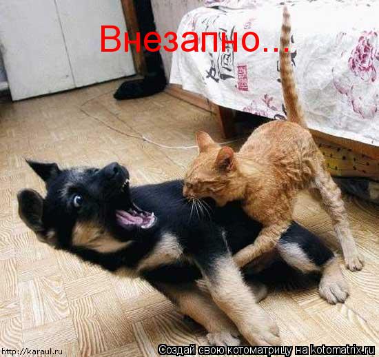 Внезапно...... Котоматрица: Внезапно...