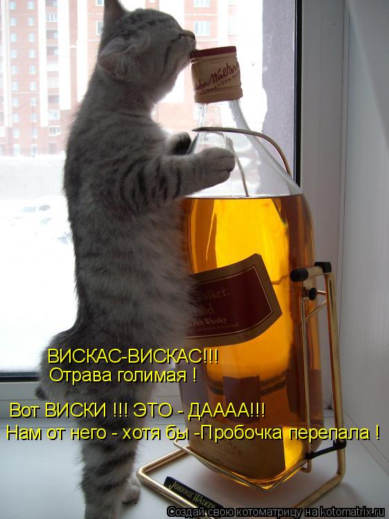 ВИСКАС-ВИСКАС!!! Вот ВИСКИ !!! ЭТО - ДАААА!!! Отрава голимая ! Нам от него - хотя бы -Пробочка переп... Котоматрица: ВИСКАС-ВИСКАС!!! Вот ВИСКИ !!! ЭТО - ДАААА!!! Отрава голимая ! Нам от него - хотя бы -Пробочка перепала !